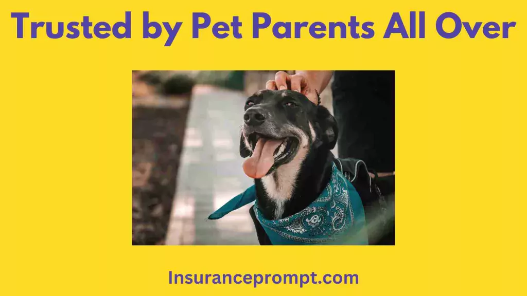 Petplan Insurance Quote-Trusted by Pet Parents All Over