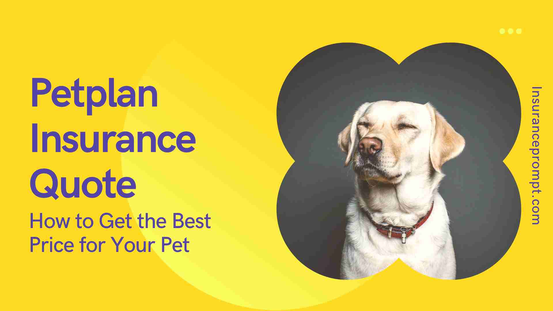 Get a Petplan Insurance Quote in 2024 and Protect Your Pet!