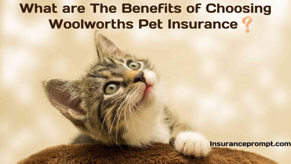 Woolworths Pet Insurance-Why choose Everyday Pet Insurance?