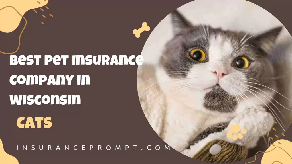 Pet Insurance Wisconsin-Best-Pet-Insurance-Company-in-Wisconsin-Cats
