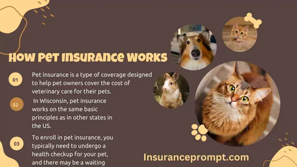 Pet Insurance Wisconsin-How-Pet-Insurance-Works