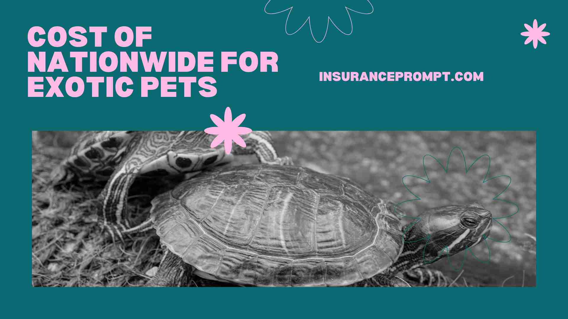 Nationwide Exotic Pet Insurance