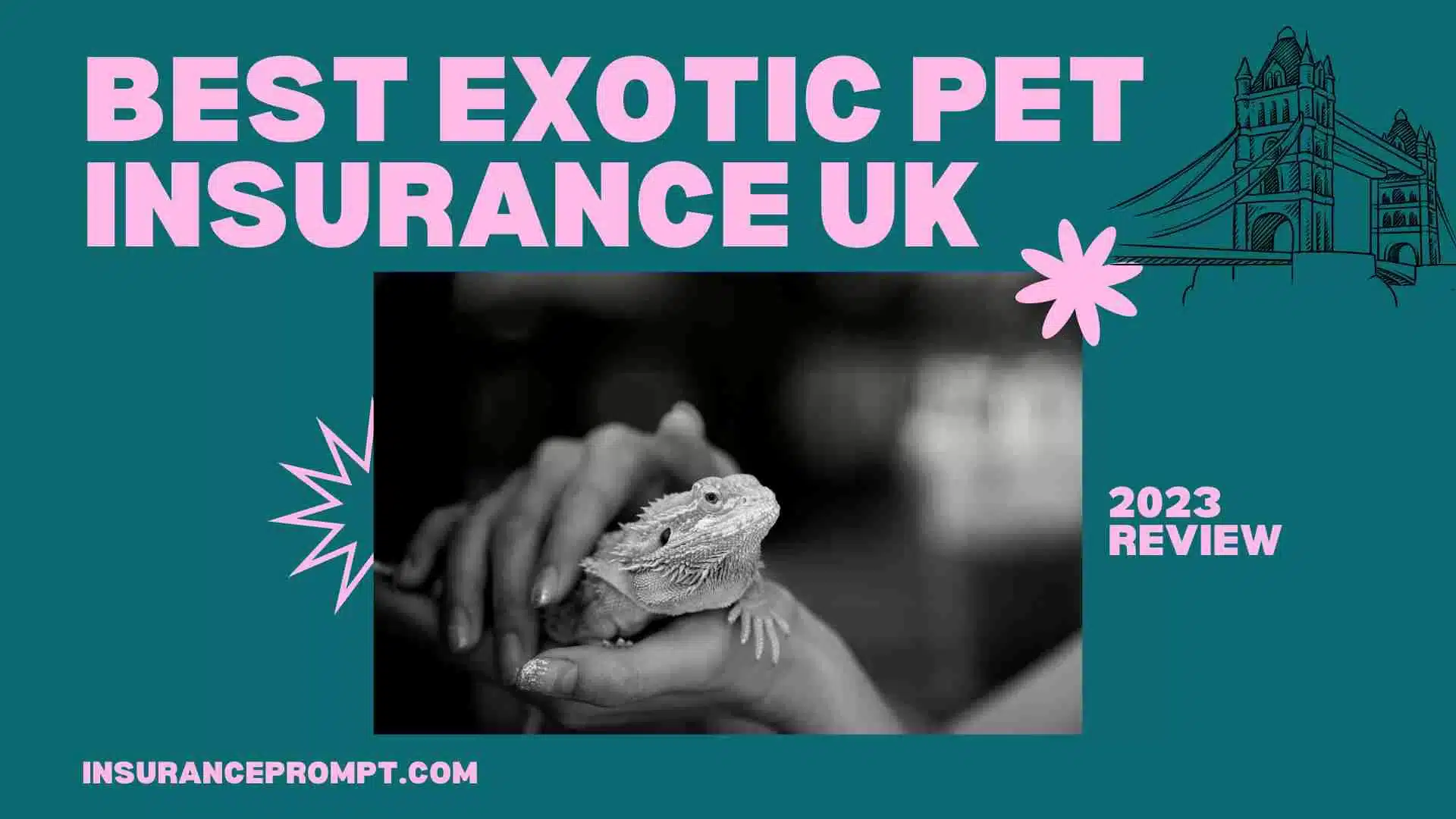 Best Exotic Pet Insurance Uk (2023 Review)