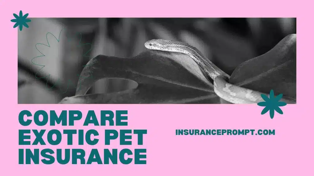 Best Exotic Pet Insurance Uk -compare exotic pet insurance