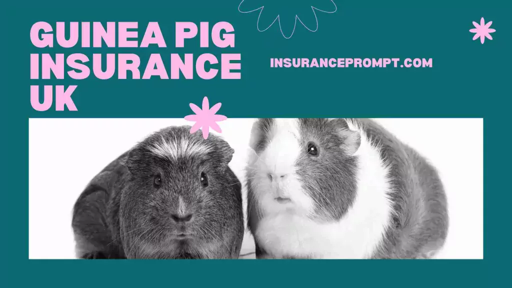 Best Exotic Pet Insurance Uk - guinea pig insurance uk