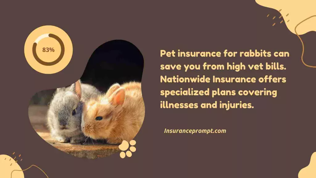 Why Do You Need Pet Insurance for Rabbits