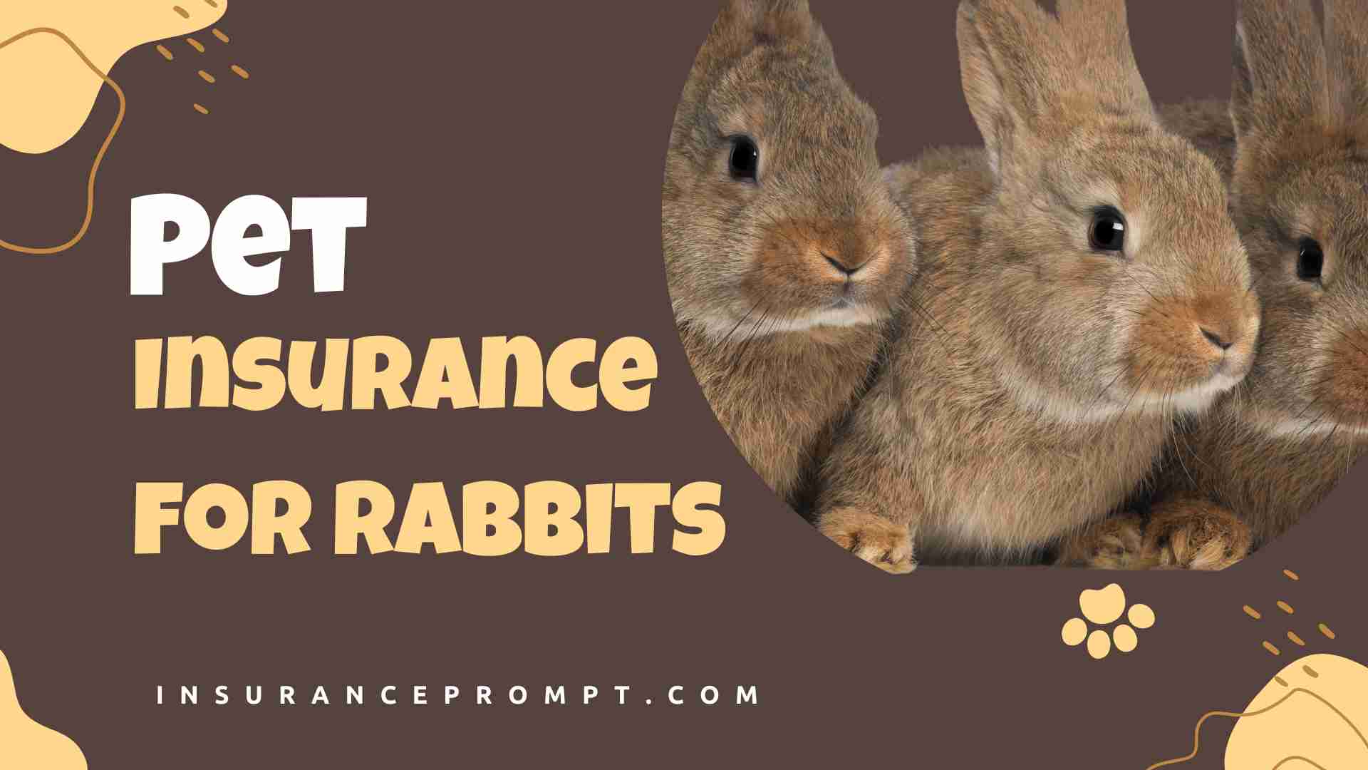 Why Pet Insurance for Rabbits is a must-have for pet owners?