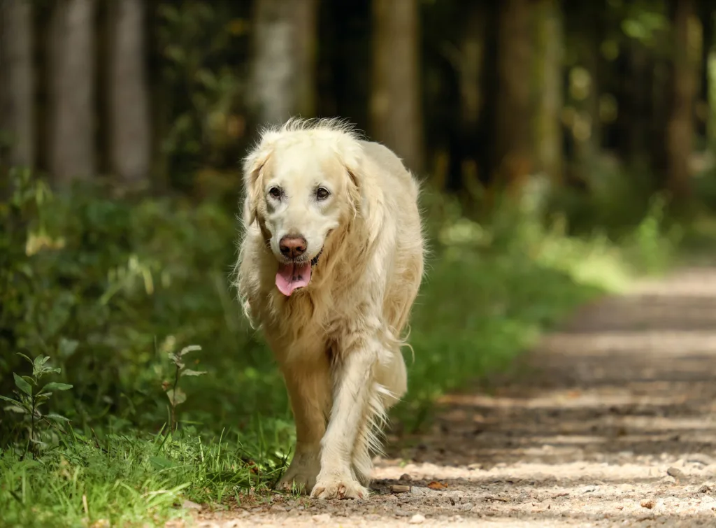 Is Pet Insurance for Older Dogs Worth It?