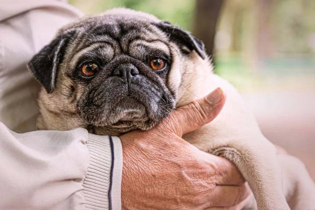 What Types of Pet Insurance Policies Are Available for Older Pets?